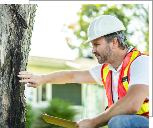 Man in hard hat inspecting tree bark.