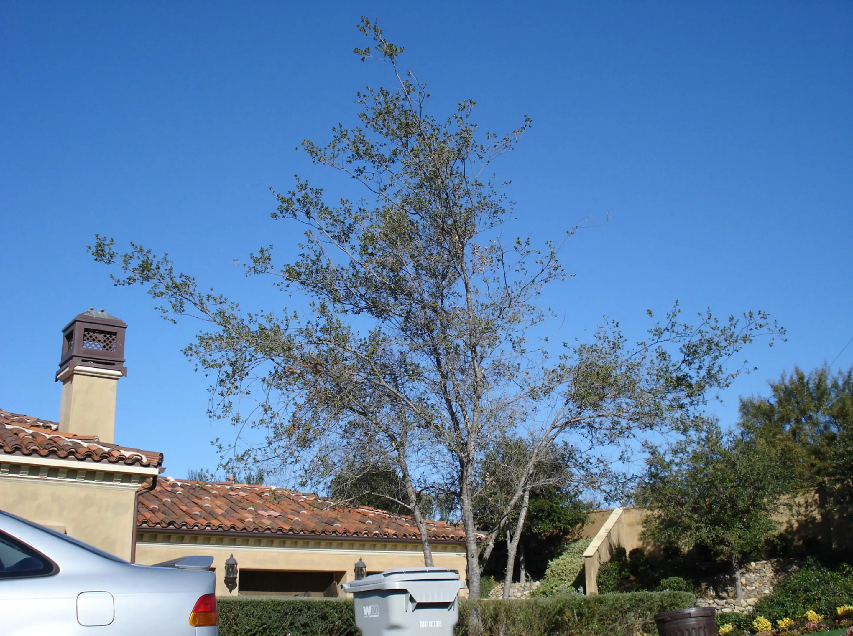 682d105160679_Oak tree Rancho Santa Fe Before treatment Time line of success 1