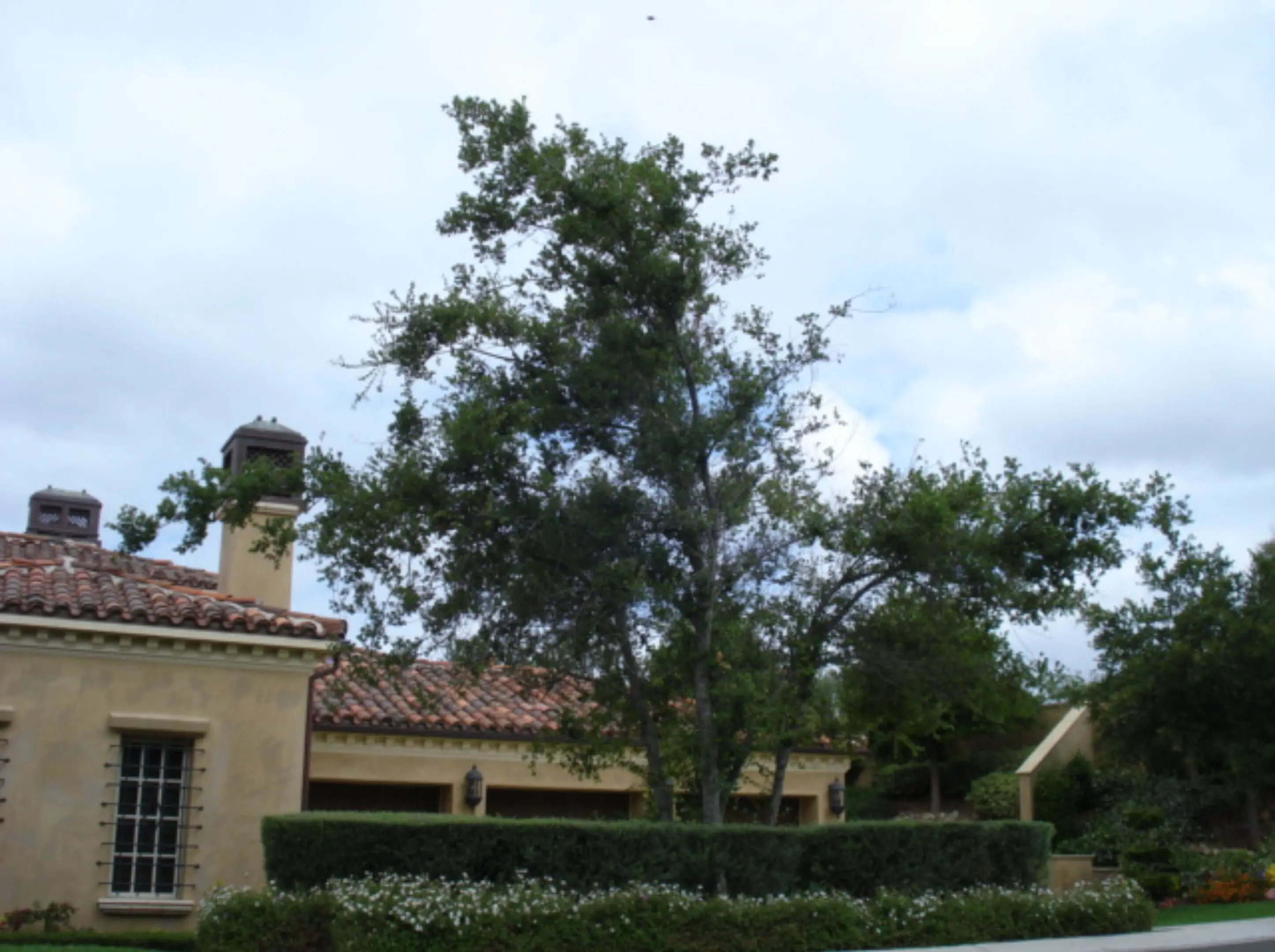 682d10517e745_Oak tree Rancho Santa Fe, one year after Time line of success 2