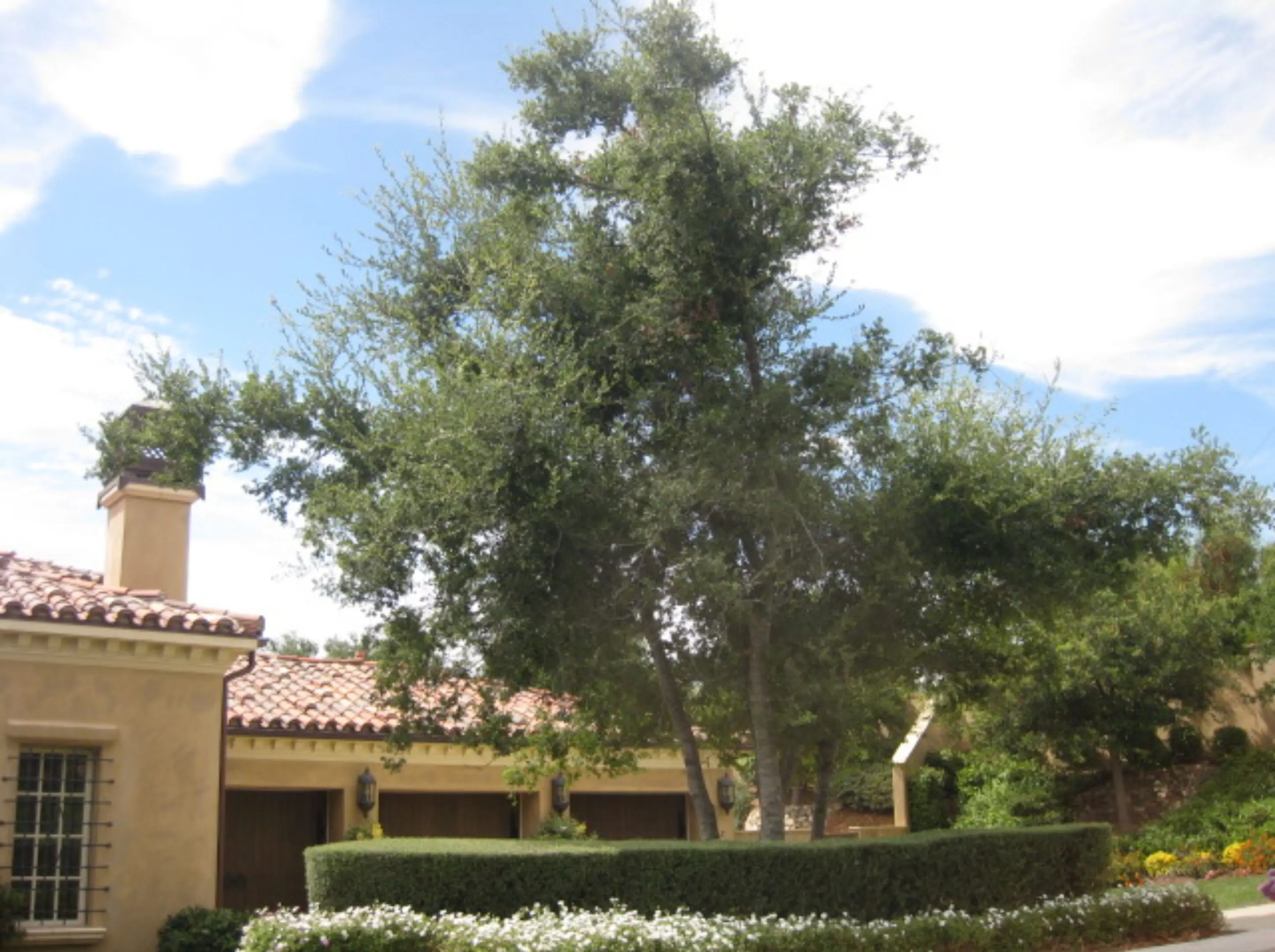 682d10518a8d1_Oak Tree Rancho SantaFe 2 years af Time line of success 3