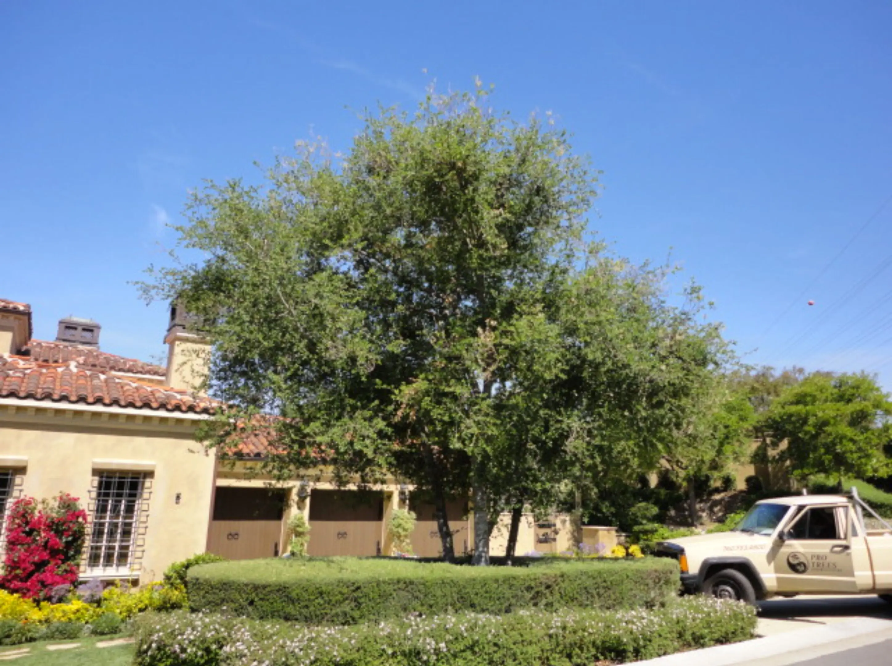 682d106218e4c_Oak tree in Rancho Santa Fe 4 years after teatment Time line of success
