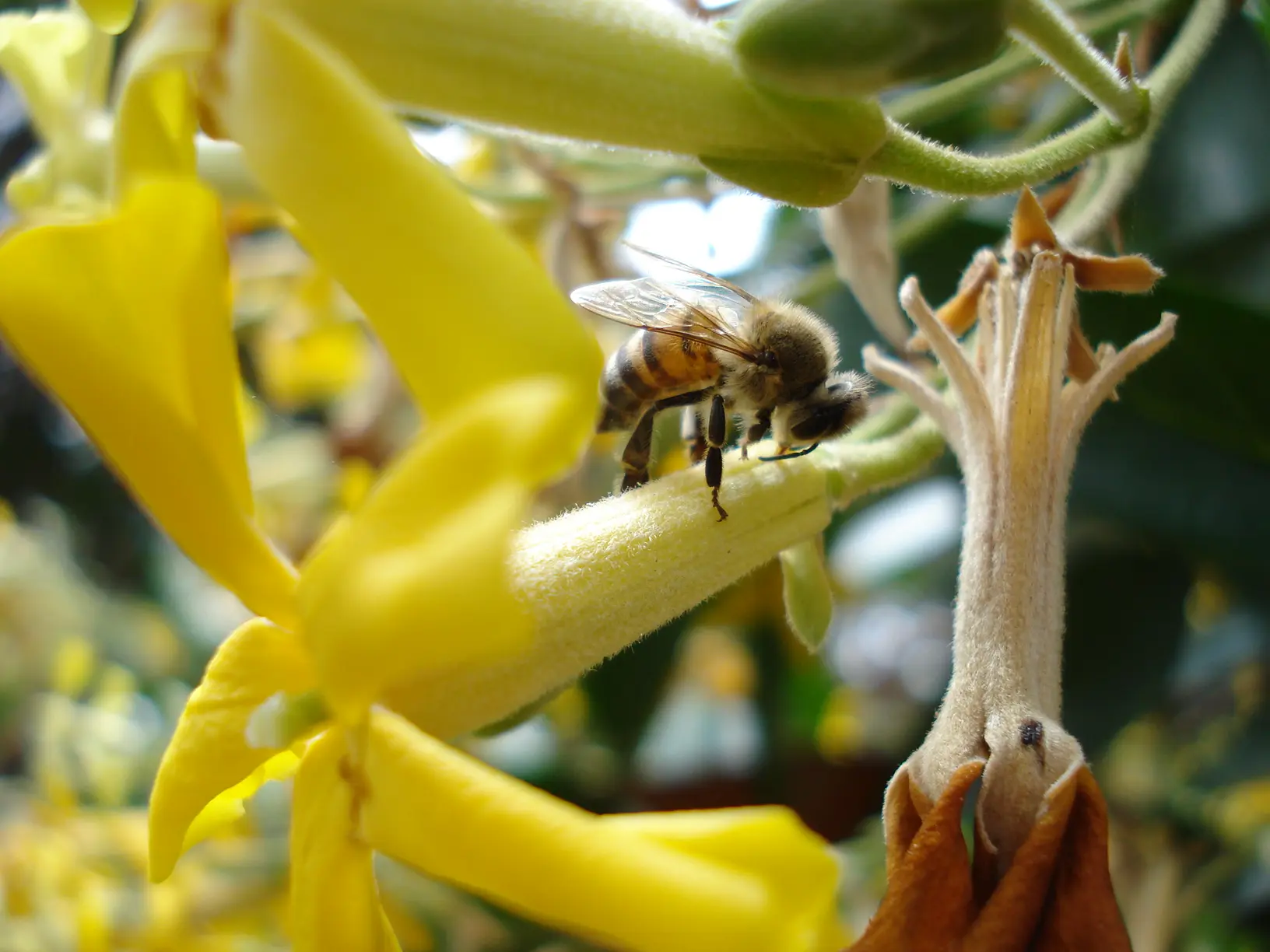 682e6899cf137_bee on sweet shade 682e6899cf137_bee on sweet shade