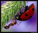 682e689a000b1_Lady beetle andant 682e689a000b1_Lady beetle andant