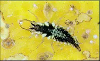682e6e9cbc8d7_Green lacewing chrysoperia rufilabris 682e6e9cbc8d7_Green lacewing chrysoperia rufilabris