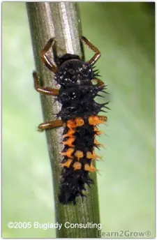682e6e9cd4582_Ladybug Larva 682e6e9cd4582_Ladybug Larva