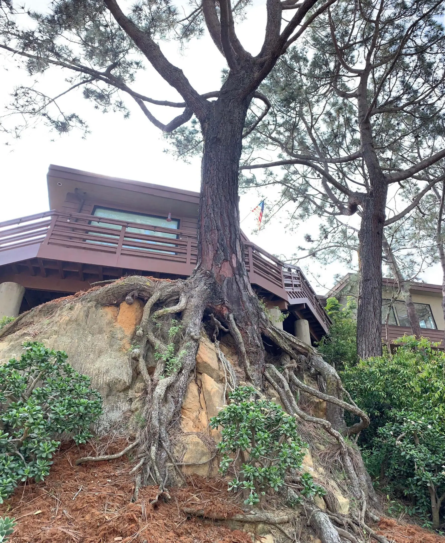 Large Torrey pine in Del mar on Pine needles Dr, Del Mar Ca Large Torrey pine in Del mar on Pine needles Dr, Del Mar Ca