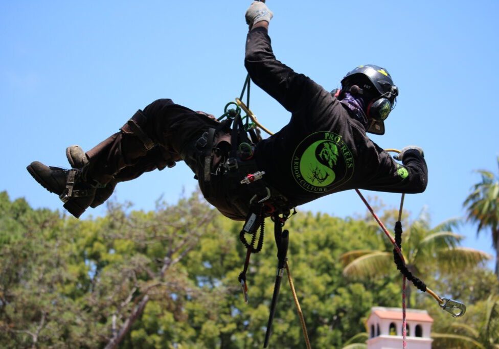 Person tree climbing with safety gear outdoors.